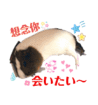 モルモットちょこ天竺鼠(日本語と台湾語)（個別スタンプ：35）
