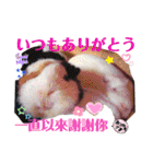モルモットちょこ天竺鼠(日本語と台湾語)（個別スタンプ：37）
