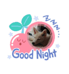 こむぎで〜す（個別スタンプ：1）