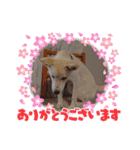 こむぎで〜す（個別スタンプ：7）