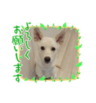 こむぎで〜す（個別スタンプ：14）