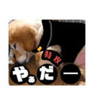 びーちゃんとみわちゃん【会話編】（個別スタンプ：36）