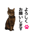太郎でございます。（個別スタンプ：4）