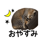 太郎でございます。（個別スタンプ：14）