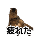太郎でございます。（個別スタンプ：15）