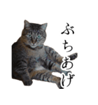 太郎でございます。（個別スタンプ：17）