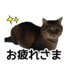 太郎でございます。（個別スタンプ：19）
