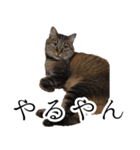 太郎でございます。（個別スタンプ：24）