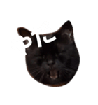 にゃにゃ！！（個別スタンプ：3）