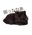にゃにゃ！！（個別スタンプ：5）