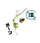 お花でお話！（個別スタンプ：5）