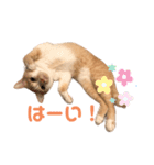 茶白猫 ラテのスタンプ（個別スタンプ：4）