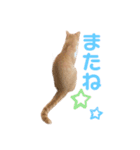 茶白猫 ラテのスタンプ（個別スタンプ：14）