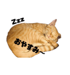 とらちゃんスタンプ 1（個別スタンプ：5）