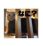 とらちゃんスタンプ 1（個別スタンプ：8）
