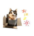 にゃんたんズ（個別スタンプ：1）
