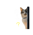 にゃんたんズ（個別スタンプ：2）