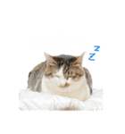 にゃんたんズ（個別スタンプ：3）