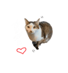 にゃんたんズ（個別スタンプ：6）