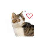にゃんたんズ（個別スタンプ：8）