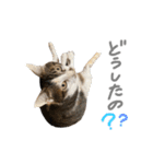 にゃんたんズ（個別スタンプ：9）