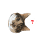 にゃんたんズ（個別スタンプ：10）