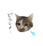 にゃんたんズ（個別スタンプ：13）