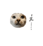 にゃんたんズ（個別スタンプ：18）