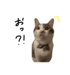にゃんたんズ（個別スタンプ：20）