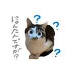 にゃんたんズ（個別スタンプ：22）