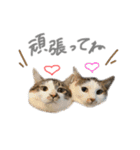 にゃんたんズ（個別スタンプ：31）