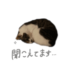 にゃんたんズ（個別スタンプ：33）