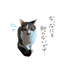 にゃんたんズ（個別スタンプ：37）