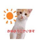今日のきなこスタンプ2（個別スタンプ：5）
