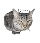 小春とスフィとにけ（個別スタンプ：1）