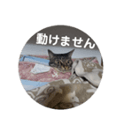小春とスフィとにけ（個別スタンプ：2）