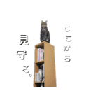 小春とスフィとにけ（個別スタンプ：3）