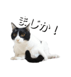 小春とスフィとにけ（個別スタンプ：4）