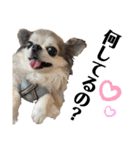 Yoshys doggies 3（個別スタンプ：5）