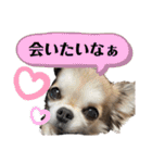 Yoshys doggies 3（個別スタンプ：7）