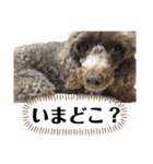 Yoshys doggies 3（個別スタンプ：10）