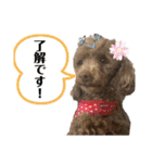 Yoshys doggies 3（個別スタンプ：11）