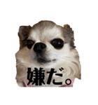 Yoshys doggies 3（個別スタンプ：13）
