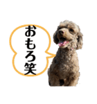 Yoshys doggies 3（個別スタンプ：18）
