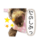 Yoshys doggies 3（個別スタンプ：19）