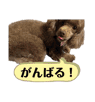 Yoshys doggies 3（個別スタンプ：20）