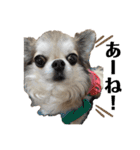 Yoshys doggies 3（個別スタンプ：21）