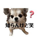 Yoshys doggies 3（個別スタンプ：24）