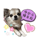 Yoshys doggies 3（個別スタンプ：29）