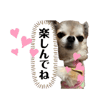 Yoshys doggies 3（個別スタンプ：33）